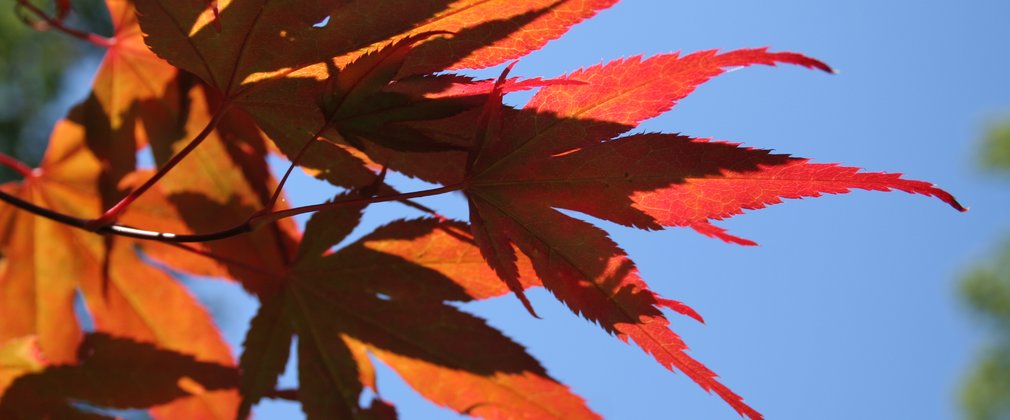 Japanese Maple Leavers Acer Palmatum Westonbirt Generic