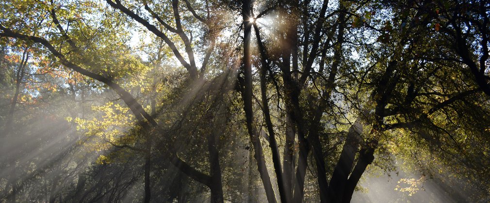 Sun shining through trees