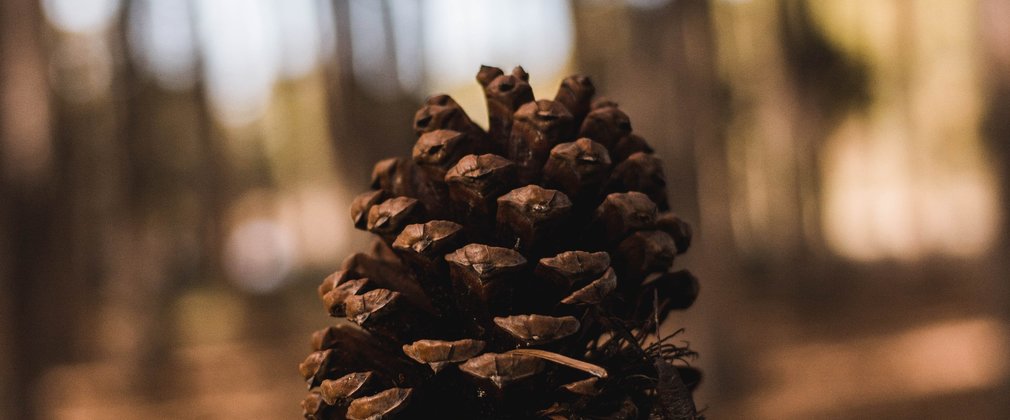 Holding a pine cone