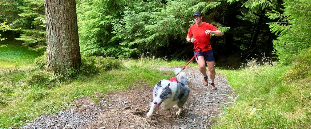 A man in a red shirt and black shorts running with a grey and white border collie attached to a waist belt along a forest path