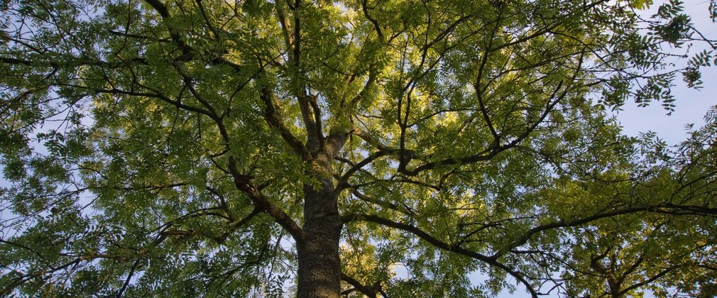 Sunlight filtering through the canopy of a mature ash tree viewed from the forest floor.