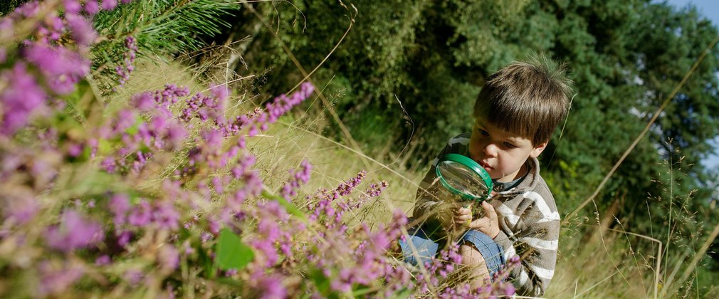 Child looking at bug through magnifying glass, near pink flowers