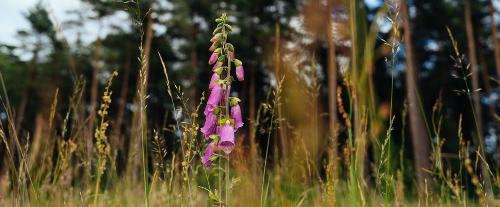 Pink wildflower among tall grass, with tall trees and a summer sky in the background.