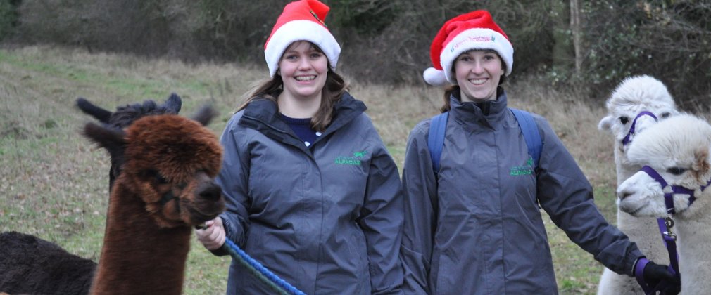 Two people walking Alpacas