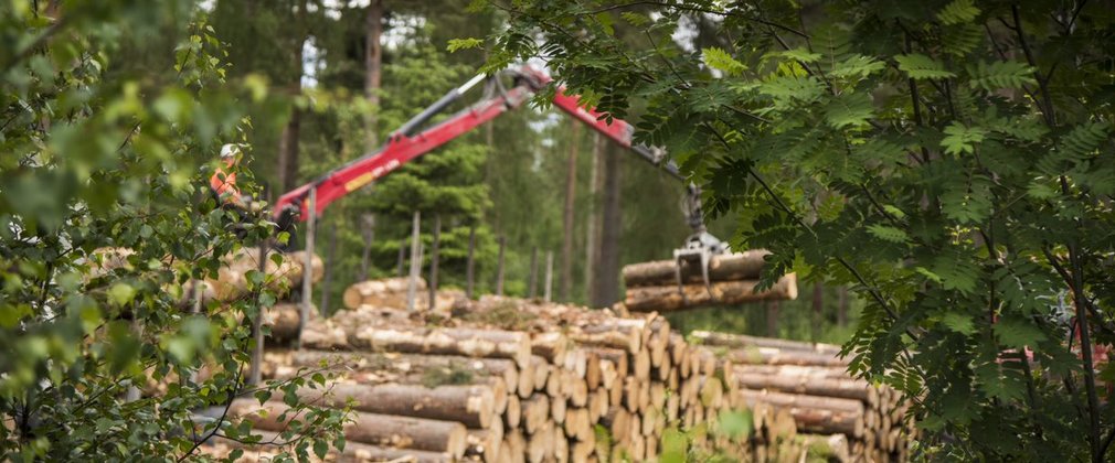 Logs being loaded onto a truck in the background surrounded by trees and shrubs in the foreground