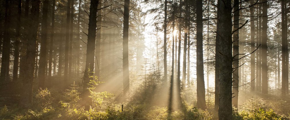 Sunlight shining through trees