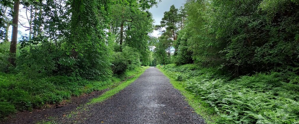 Forest road through broadleaf trees
