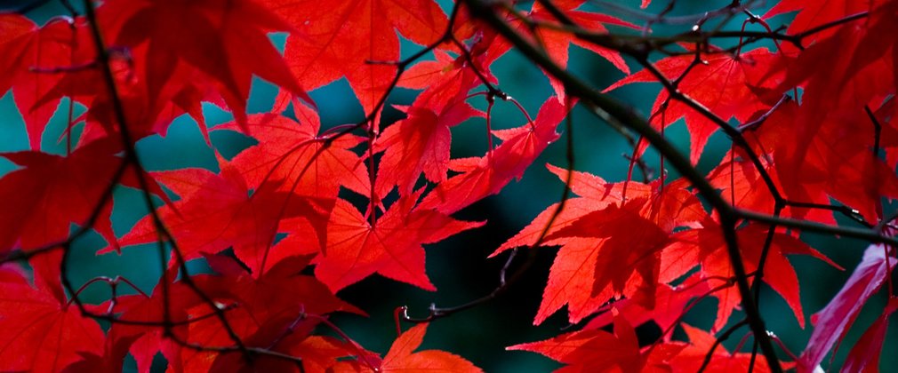 Red maple leaves close up