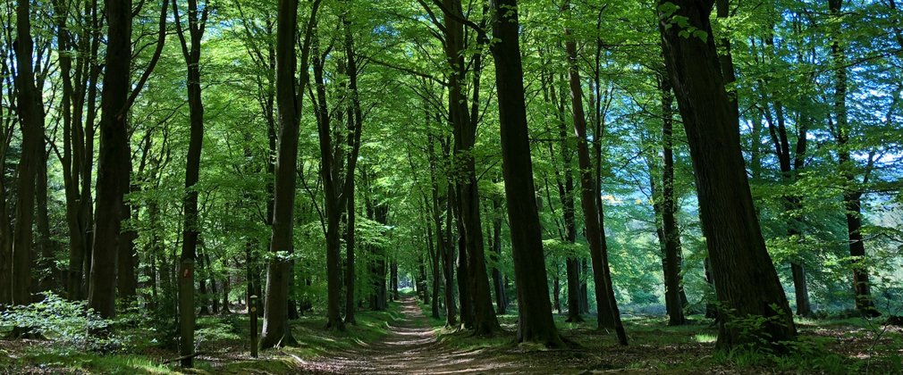 woodland trail in picturesque setting