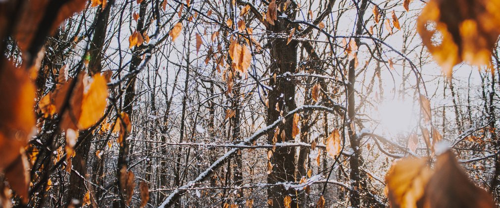 Winter leaves falling in forest 