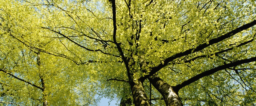 Looking upwards into a mature beech tree canopy against a blue sky.
