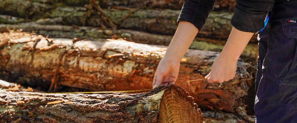 woman measuring timber with a tape measure next to a log pile
