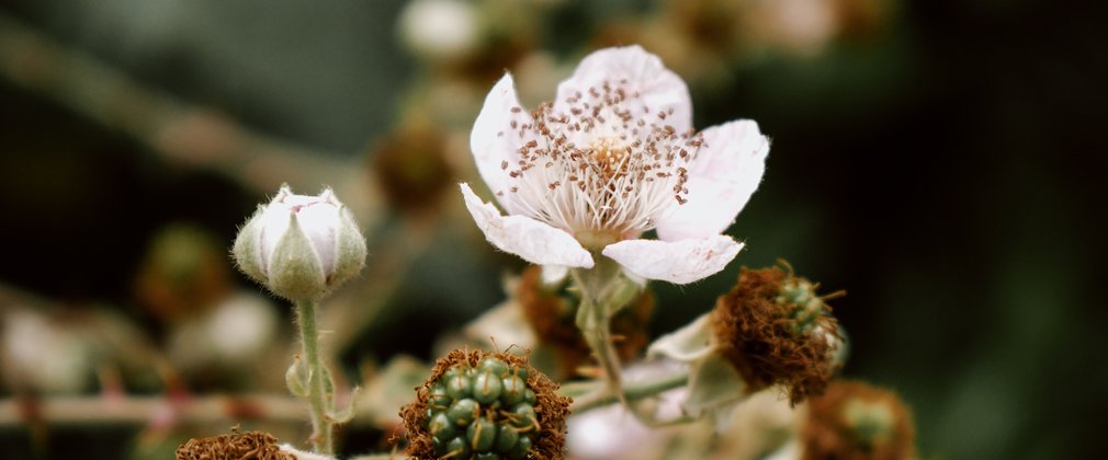 Close up of blackberry flower