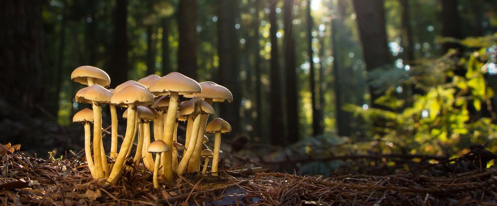 Fungi on forest floor