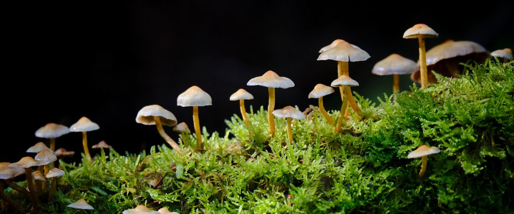 Mushrooms on mossy log in darkness