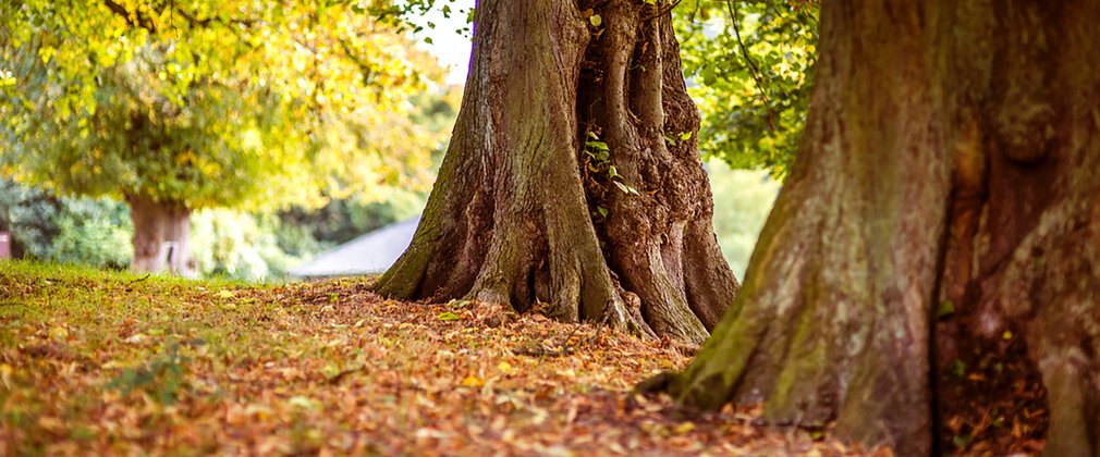 Autumn leaves along path