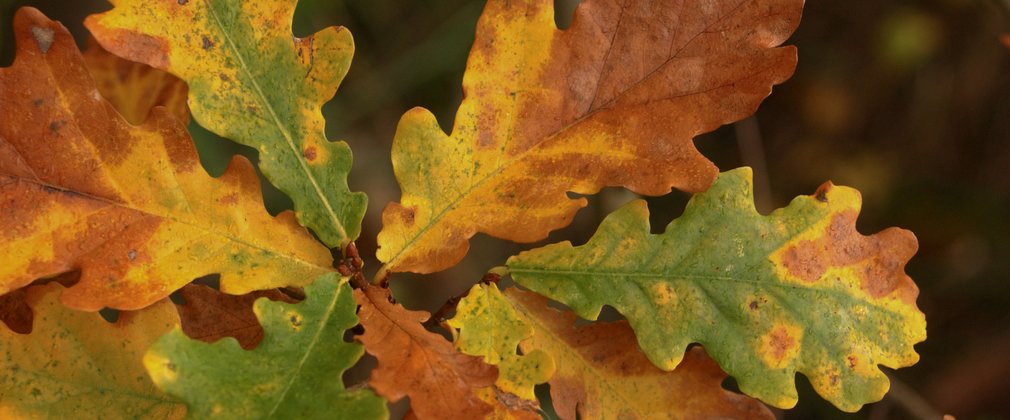 Close up of oak leaf