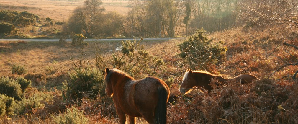 Wild horses in the open
