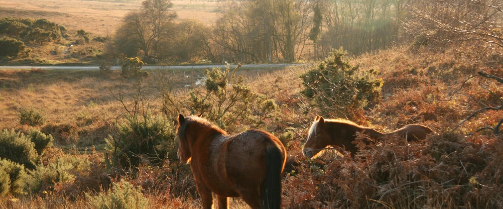 Wild horses in the open 