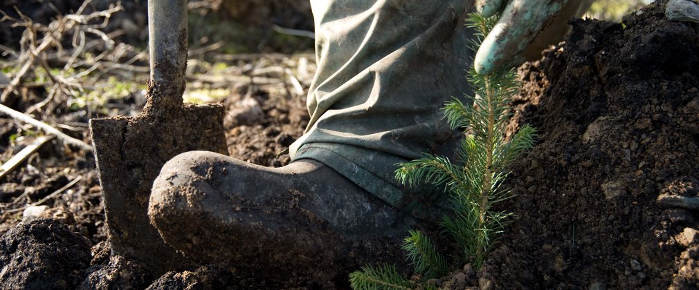 Close up of boot planting small tree