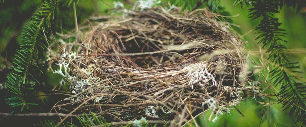 Empty Birds nest