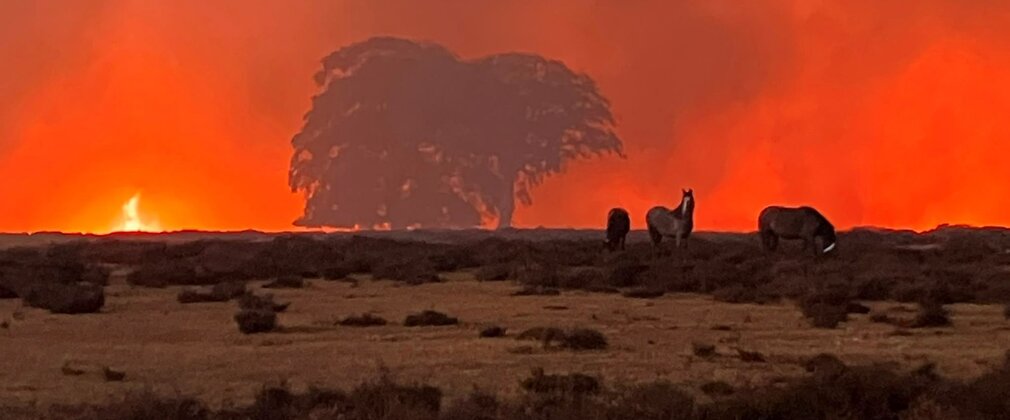Silhouetted wildlife on open grassland in front of a large wildfire, with bright orange flames and thick smoke filling the sky behind a lone tree.