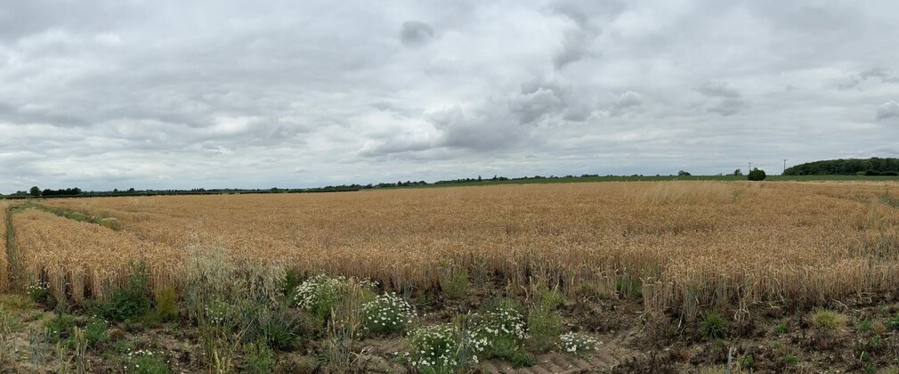 A field of long grass with a border of trees.