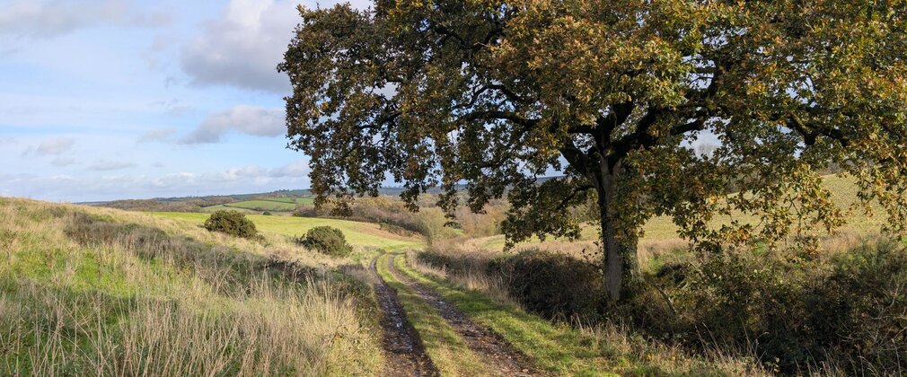 Photo of winding path at Okement Wood, new woodland in Devon