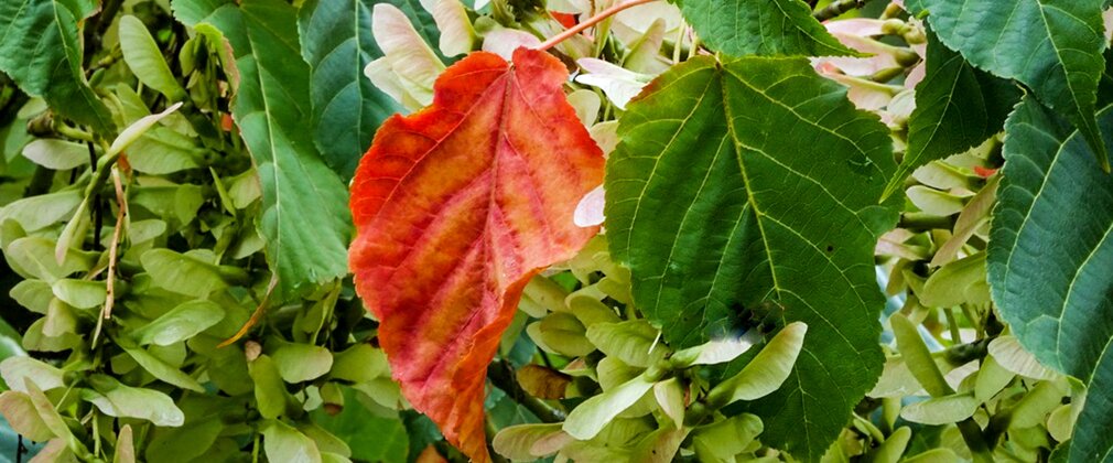 orange leaf amongst mid green leaves and clusters of green seed pods