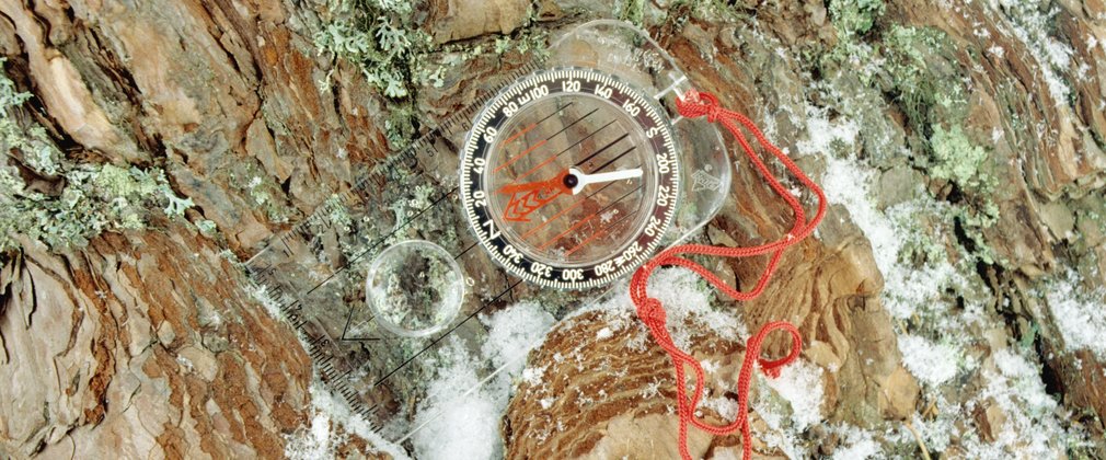Orienteering compass on tree