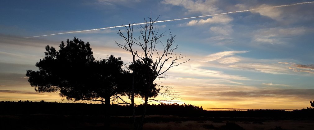 Thetford Forest at sunset 