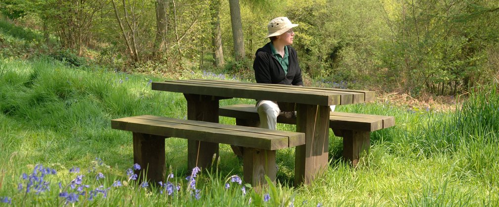 Picnic table within bluebells