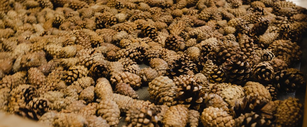 Pine cones at Forestry England's seed extractory