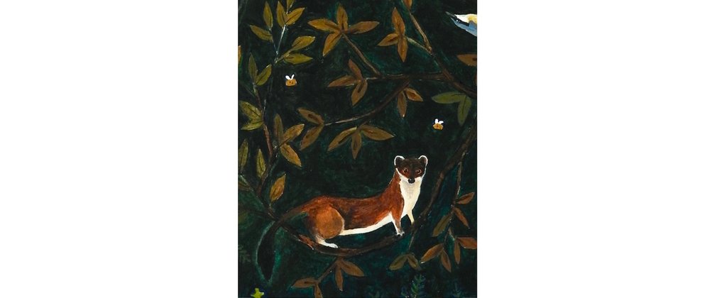 pine marten illustration