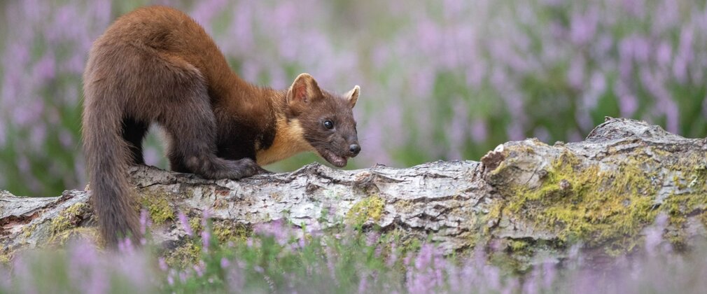 A brown pine marten on a fallen log, with purple flowers in the background.