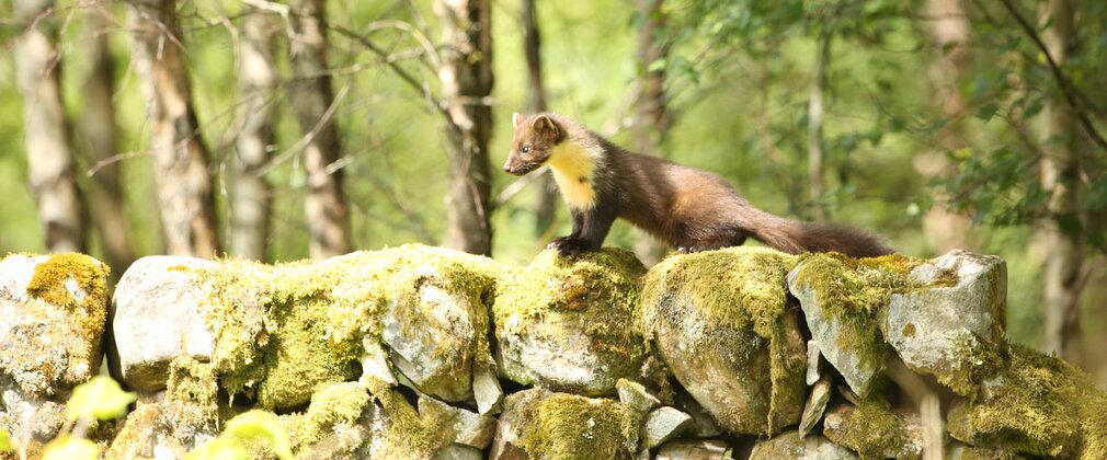 A pine marten stretching out on a stone wall in the forest.