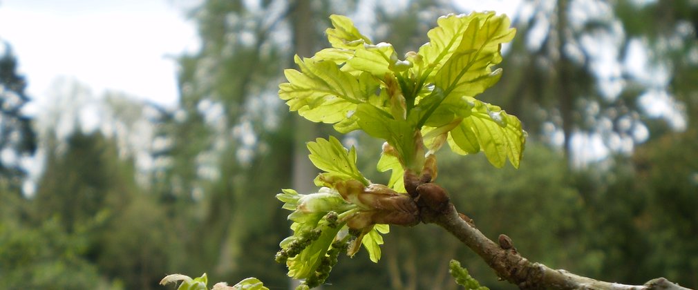 Quercus robur Native Trees Westonbirt Arboretum Generic 