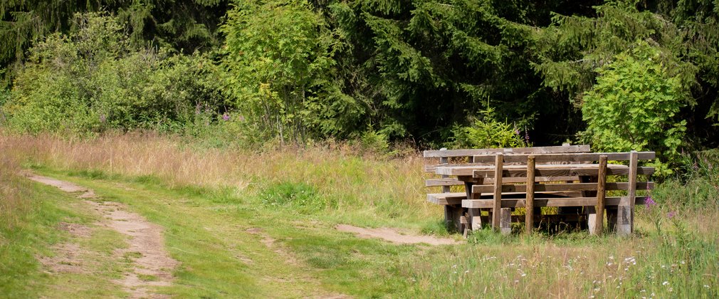 Picnic table by forest path