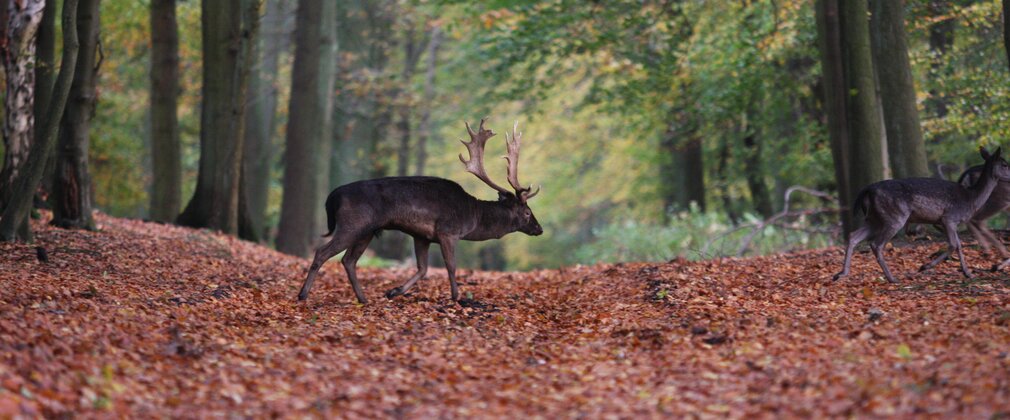 Fallow deer buck walking among autumn leaves