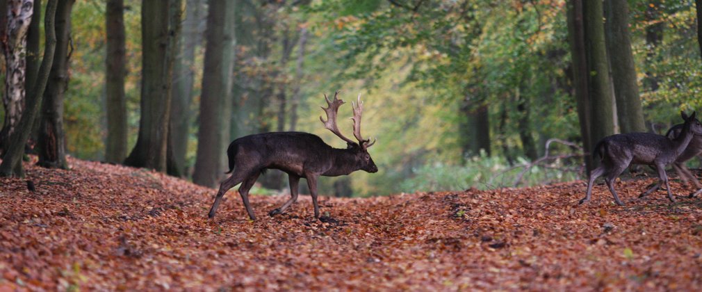 Fallow deer buck walking among autumn leaves