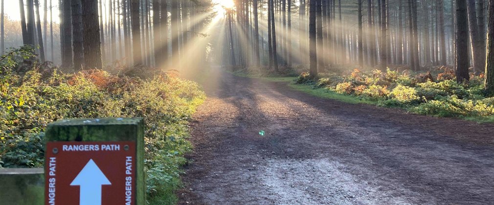 Forest path