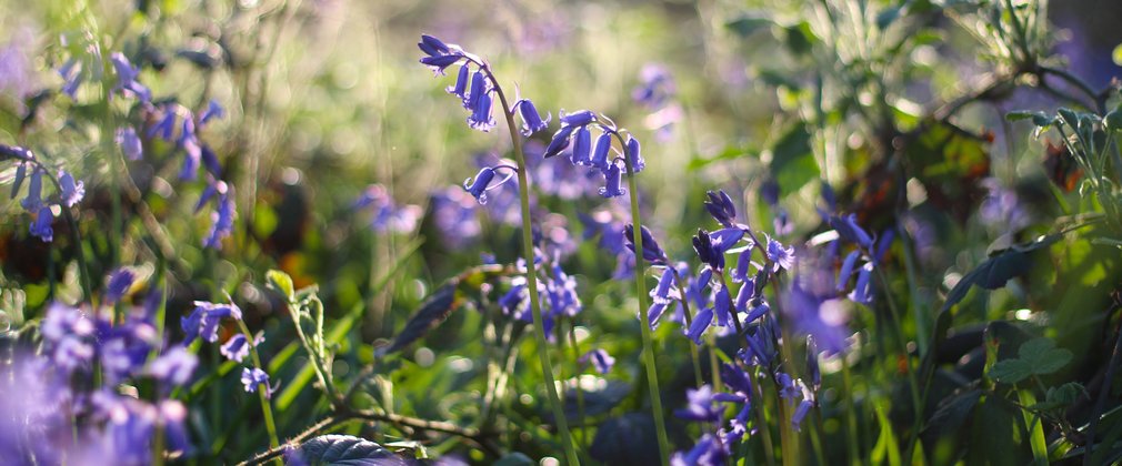 Bluebells in sunshine