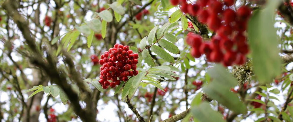 Bright red berries of a rowan in small clusters among green leaves.