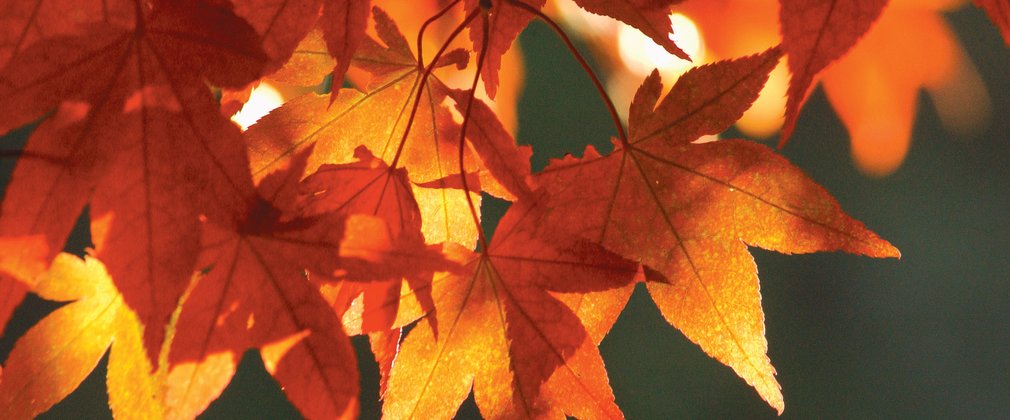 Orange Maple Leaves Westonbirt Generic