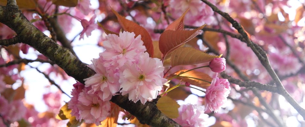 Cheery blossom in bloom