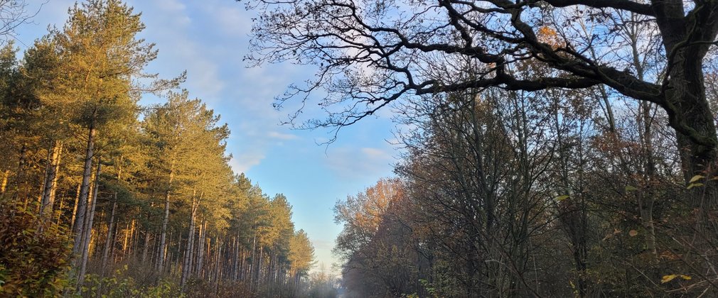 A row of trees with a grass track for walking on running through the middle