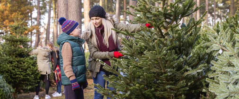 christmas trees 