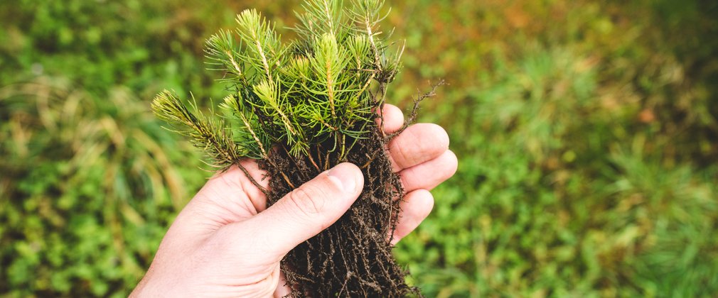 Christmas tree saplings