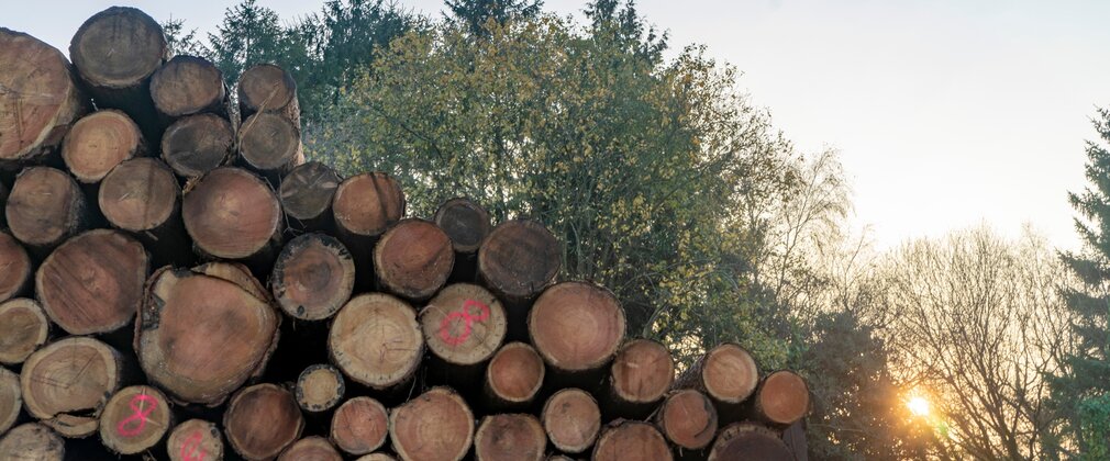 Stacked pile of logs against a winter sky with low sun.