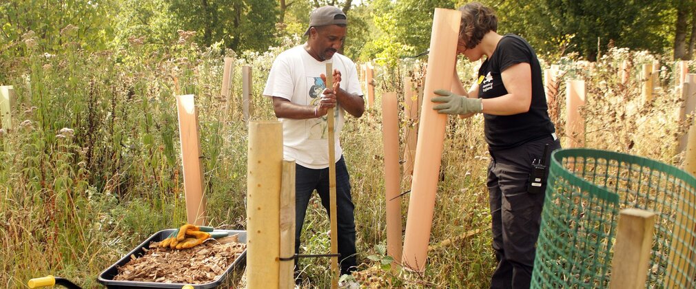 Two people working with young trees outside.